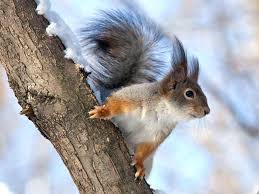 Check spelling or type a new query. Tiere Im Winter Schone Bilder An Kalten Tagen