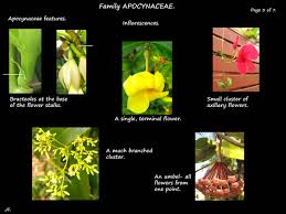 Image result for Apocynaceae subfamily Periplocoideae