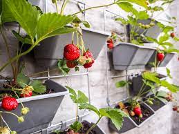 Die einen brauchen viel, die anderen vertragen nur wenig nährstoffe; Erdbeeren Vertikal Anbauen Anleitung Fur Zuhause Plantura