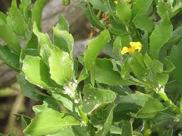 Image result for Chrysanthemoides monilifera