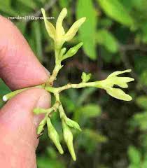 Image result for Cryptolepis apiculata
