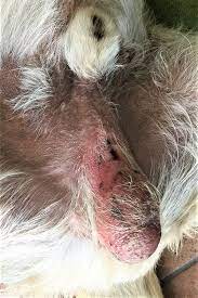 Orchitis And Epididymitis In Dogs And Cats Reproductive System Msd Veterinary Manual