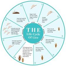 Image result for lice life cycle