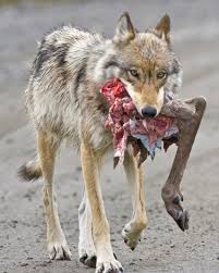 By two weeks of age, the pups can waddle, and about a week after that, they may come out of the den for the first time. Why Do Wolves Kill Maul Multiple Sheep But Not Eat Them Quora