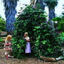 A Vine Covered Tepee Garden Inspiration Hyacinth Bean Vine Gardening For Kids