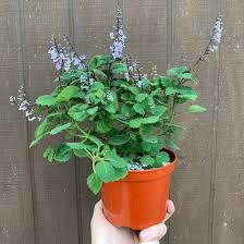 Image result for Plectranthus elegans
