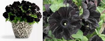 Check spelling or type a new query. The Blackest Flower Garden Design