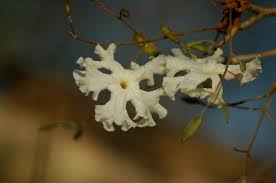 Image result for Stereospermum harmsianum