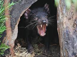 The devils have strong teeth that allow them to eat most or all of the carcass, including the bones. Feisty Tasmanian Devils Roaming Australian Mainland Again Abc News