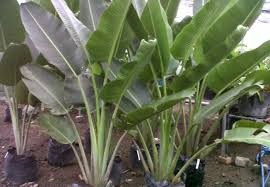 Maklumat ini diperolehi daripada seorang pengurus ladang pisang yang menjaga ladang pisang seluas 65 ekar di johor. Anak Pasar Raya