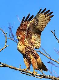 A Stunning Photo Of A Red Tailed Hawk Stretching Its Undeniably Impressive Wings O Yirtici Kuslar Vahsi Hayvanlar Hayvanlar