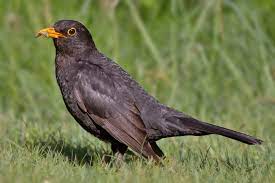 ‍ with blackbird, the possibilities are infinitely closer. Common Blackbird Wikipedia