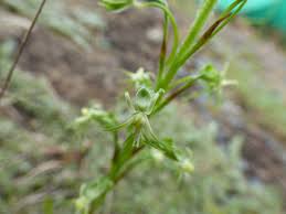 Image result for Habenaria galpinii