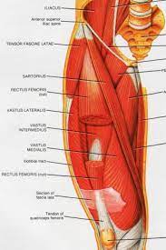 Muscle tendons in the knee joint and the shoulder joint are crucial in stabilization. Diagram Of Upper Leg Muscles And Tendons 12 Rectus Femoris Stretches To Alleviate Pain Increase Performance Jv Flexibility A Muscle Of The Anterior Thigh Originating On The Iliac Spine And