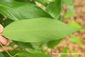 Image result for Cleistanthus