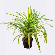 Image result for Pandanus