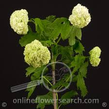 Maybe you would like to learn more about one of these? Dreisbach Wholesale Florists