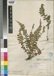 Image result for Asplenium inaequilaterale