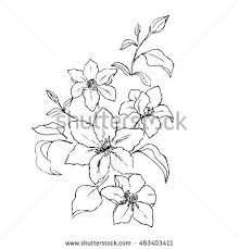 Pencil Sketch Of Clematis Flower Bouquet Clematis Flower Clematis Flowers