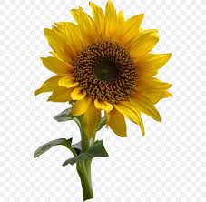 Watercolor Sunflower Ipad Wallpaper See more ideas about sunflower drawing, sunflower, drawings. watercolor sunflower ipad wallpaper