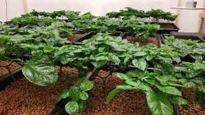 We did not find results for: Chocolate Trinidad Scorpion Seeds Sonoran Spice