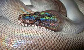 There are also external libraries like palettable and colorcet that have many extra colormaps. Black White Lipped Python Wow That Head Pet Snake Cute Snake Snake