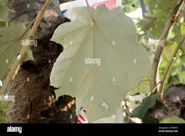 Image result for Sterculia subviolacea