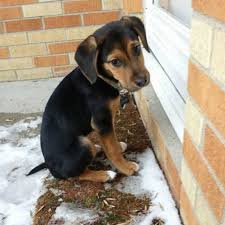 Being a corgi mix might explain this awesome guys short legs. 49 Rottweiler Mischlingsrassen Hunde Zentrale