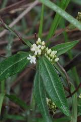 Image result for Cryptolepis hypoglauca