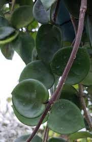 Especially thick and waxy, the foliage emerges from long vines that are tinged with pink when fresh. Chelsea Common Hoya Porcelain Flower Waxflower Indoor Plants Almost Eden