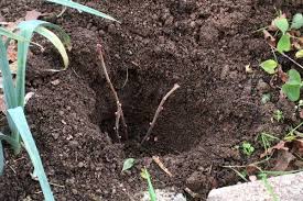 Bouture De Cassis En Hiver Comment La Faire Tous Les Conseils Pour Les Petits Fruits En 2020 Boutures Jardinage Le Cassis