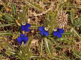 Image result for Ceropegia arenarioides