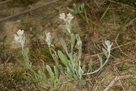 Image result for Vellereophyton dealbatum