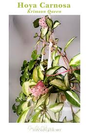 Image result for hoya plant flower