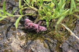 Image result for Lepidagathis randii