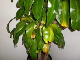 Photobucket Causes Of Yellow Brown Leaves Corn Plant Care Plant Leaves Turning Brown Plant Care Houseplant