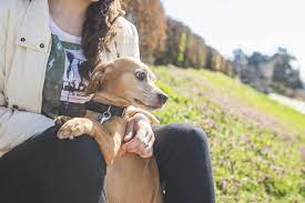 My Puppy Is Scared Of Dogs What Should I Do Petbarn