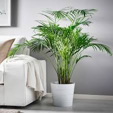 Le piante grasse pendenti con fiori sono perfette per decorare sia gli interni che gli esterni. Piante Da Appartamento Come Sceglierle E Prendersene Cura