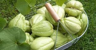 La Chayotte Christophine Renferme Une Grande Part De Composants Actifs Qui Lui Donnent La Propriete De Soigner Il Lui Est Attribue Des Vegetables Food Celery
