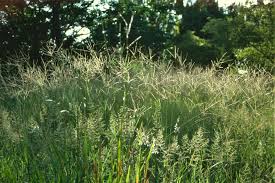 Image result for Chloris gayana