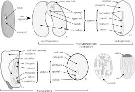 Maybe you would like to learn more about one of these? Angiosperm An Overview Sciencedirect Topics