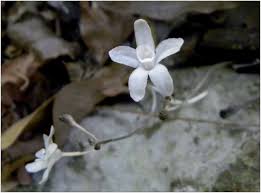 Image result for Hetaeria heterosepala