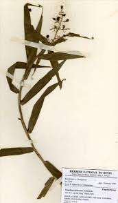 Image result for Flagellaria guineensis