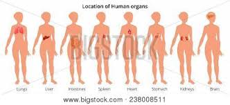 In all, there are believed to be 80 organs in your body, all serving different functions and uses. Vector Illustration Vector Photo Free Trial Bigstock