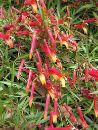 Image result for Alchornea laxiflora