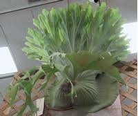 Image result for parožnatka Platycerium