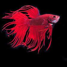 The fishy boy had been gifted to me by an acquaintance of mine who no longer wanted wanted him. Red Crown Tail Betta Fish Size 2 Inch Rs 25 Piece Shree Aquamarine Id 16786604988