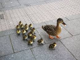 She also protects her ducklings from attacks by other mallards. Quack As You Can Mother Duck Guides Her 16 Newborn Ducklings Through Downtown Thomastown Kilkenny Now Your City Your County Your News Now