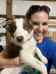 The three musketeers (Hettie Eccles and Luna) this morning at the Grange,  such a pleasure to have Eccles daughter Hettie