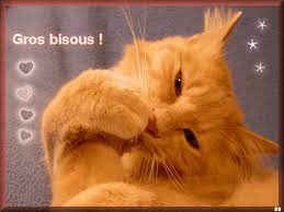 CHATS GIFS ANIMES - Page 119